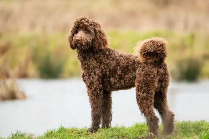 Bernedoodle Service Dog